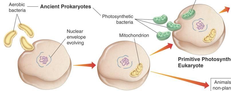Ancient Prokaryotes Aerobic bacteria The Endosymbiotic Theory Chloroplast Photosynthetic bacteria Nuclear envelope evolving Mitochondrion Nucleus Algae and plants Nucleus Mitochondrion Primitive