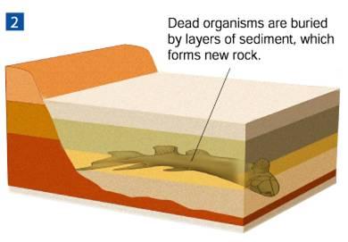 Dead organisms are buried by layers of Identify the most common type of fossil.