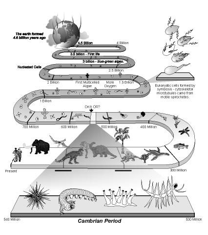 Paleozoic Era: Cambrian Period Invent an