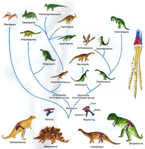 Study the phylogenetic tree... Were they all dinosaurs?