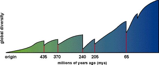 17-4 6 Patterns of Macroevolution Extinction How many mass extinctions were there?