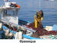 F I S H E R I E S Fisheries, aquaculture and shellfish farming play a strategic socio-economic role in Mediterranean coastal Regions