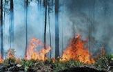 This keeps these areas cold. When forests burn, carbon dioxide is released into the atmosphere.