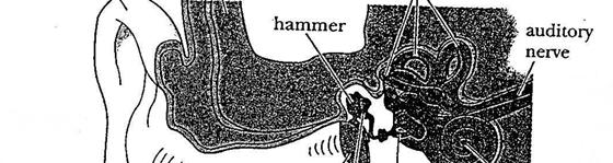 Anatomy of a Human Ear The ear converts the mechanical oscillations of a sound wave into electric nerve impulses.