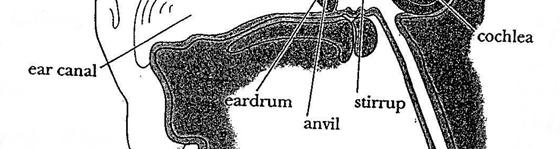 Auricle focus sound waves into the ear. Ear canal 2.7 cm long tube closed off at the inner end by the eardrum. Ear canal guides sound waves toward the eardrum.