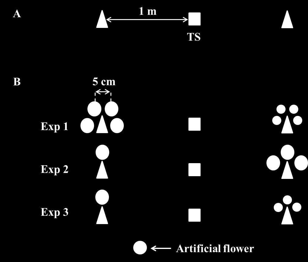 Figure 2.3. Schematic diagram of experimental setup. A. Arrangement of artificial flowers. B. Arrangement of artificial flowers in each experiment. TS denotes training site.