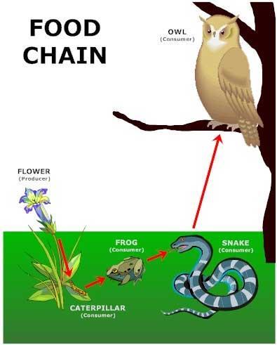 FOOD CHAINS & FOOD WEBS Food Chain a step by step sequence linking organisms