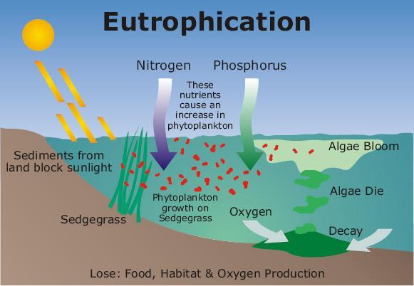 Eutrophication When there is an abundance of nutrients (usually by human runoff