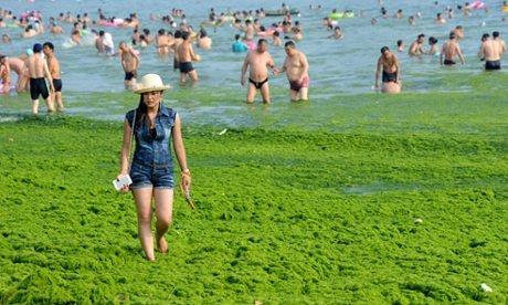 Algal Bloom A rapid growth of algae