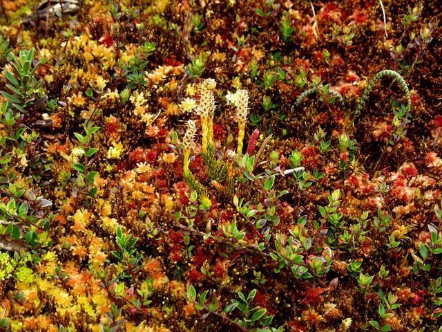The Tundra Plants Mosses Lichens (reindeer moss)