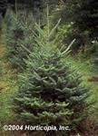 (pine, fir,
