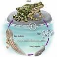 13 FYI: Amphibians have two distinct stages in their