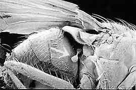 This SEM of a housefly shows a club-like haltere posterior to the right wing.