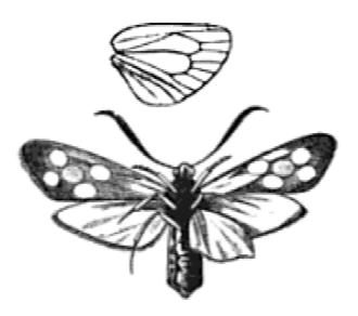 The center shows antennapedia (antennae replaced by legs). At right is a fly with both antennapedia and proboscipedia (mouthparts replaced by legs.