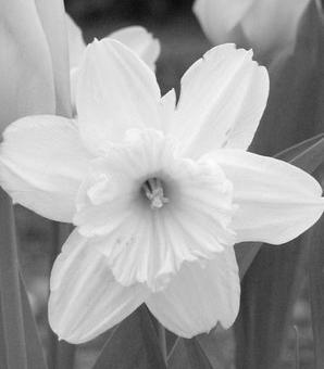Even plants have em double daffodils, for example, may have stamens converted to petals, or petals converted to sepals.