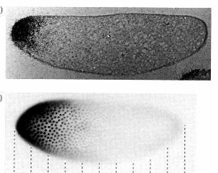 Drosophila egg, showing the location of the maternal mrna bicoid (top) and the