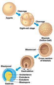 blastopore, which has