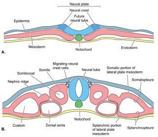 Dorsal hollow nerve cord