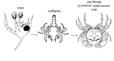 Crustacean Development I. larva unlike the adult in form A. nauplius 1) appendages/somites added series of molts a) uniramous first antennae b) biramous second antennae feeble swimming c) mandibles B.