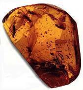 Amber Fossils