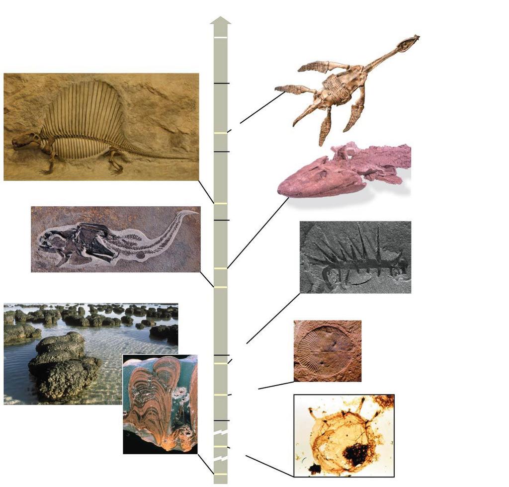 Fossil Record (sedimentary layers) Limitations Dating & origins of new groups Present 100 mya 1 m Figure 25.5 Rhomaleosaurus victor 175 200 Dimetrodon 0.