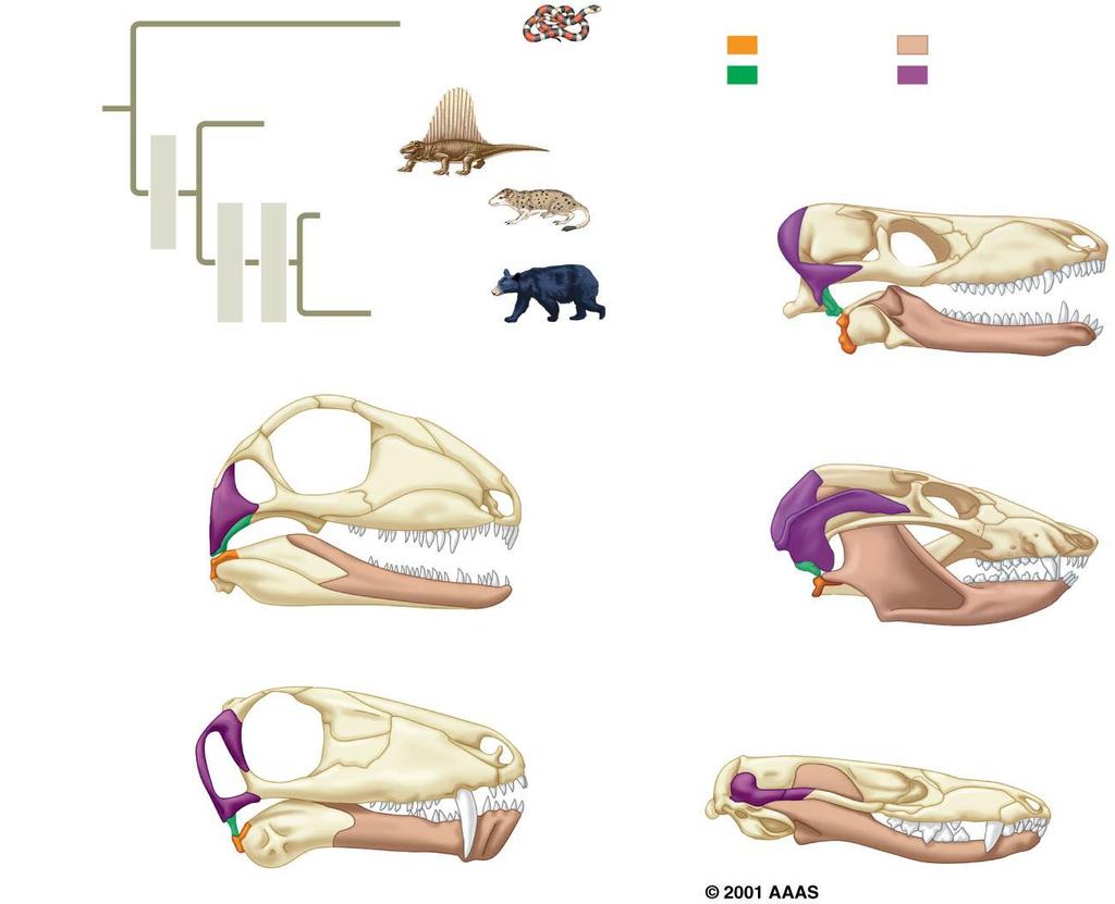 OTHER TETRA- PODS Synapsids Therapsids Synapsid (300 mya) Dimetrodon Cynodonts Reptiles (including Figure 25.