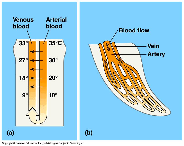 2. Circulatory system adaptations Blood vessel dilation at skin to cool body Blood vessel constriction