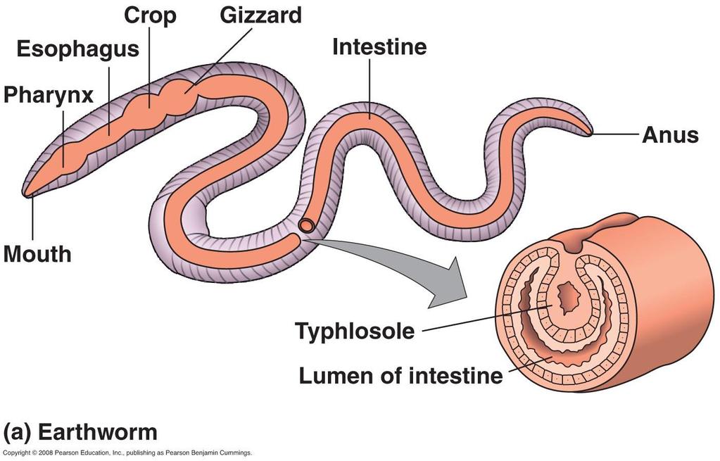 Some have a complete digestive tract =