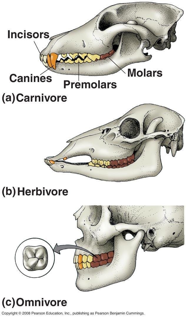 2. Animals with teeth have dental adaptations Carnivore