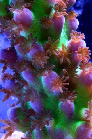 anemone, coral can also