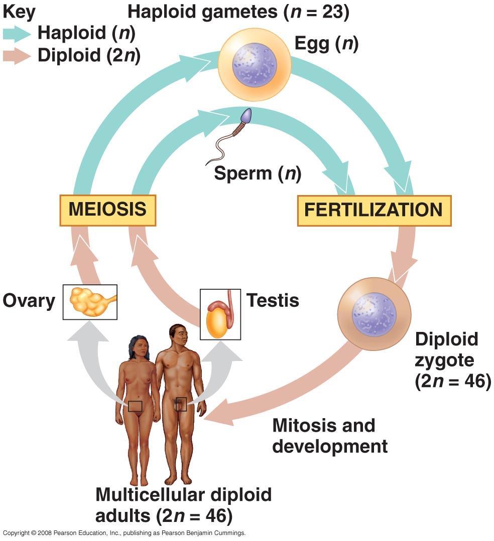 Sperm + egg--- zygote fertilization
