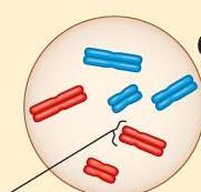 Stages of Meiosis Prophase I Nuclear envelope breaks down