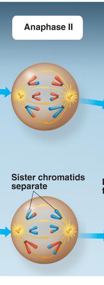 Anaphase II Sister chromatids separate chromosomes