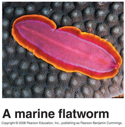 PHYLUM PLATYHELMINTHES (flatworms) Acoelomate Lack a body