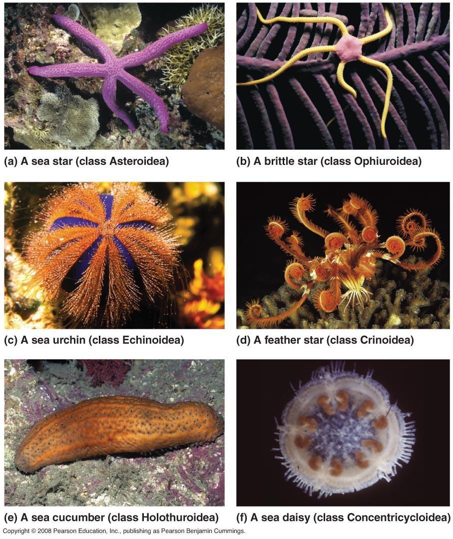 Bilatera Deuterostomia Phylum Echinodermata Sea stars, urchins, sea cucumber