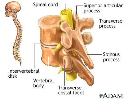 Vertebrates have a backbone Vertebrae enclose