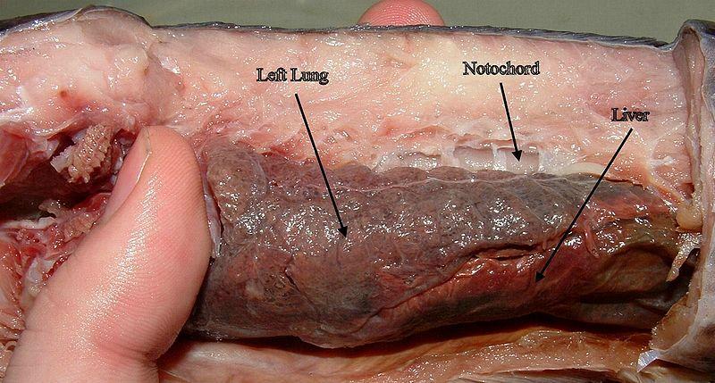 Lung of a lungfish, they also have gills.