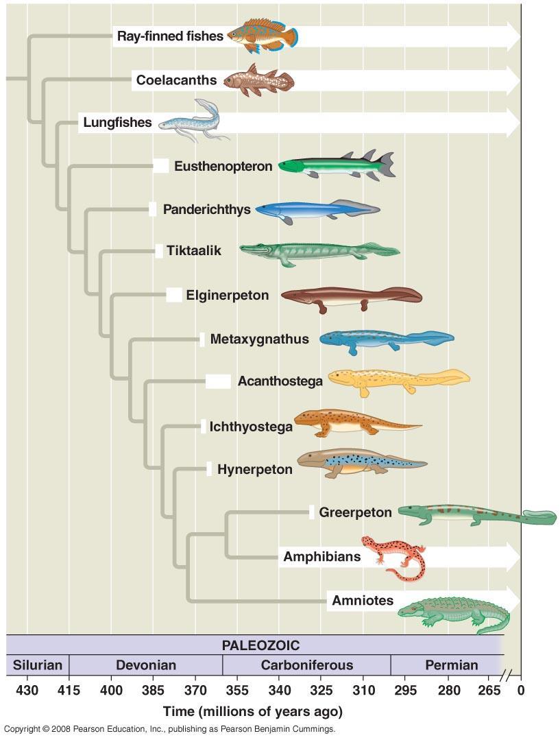 3. Tetrapods have limbs Evolved from a