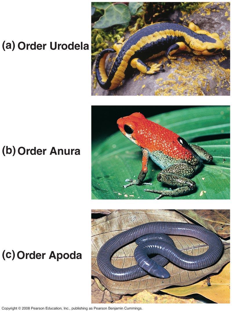 Amphibians Salamaders, frogs, toads, salamanders, caecilians