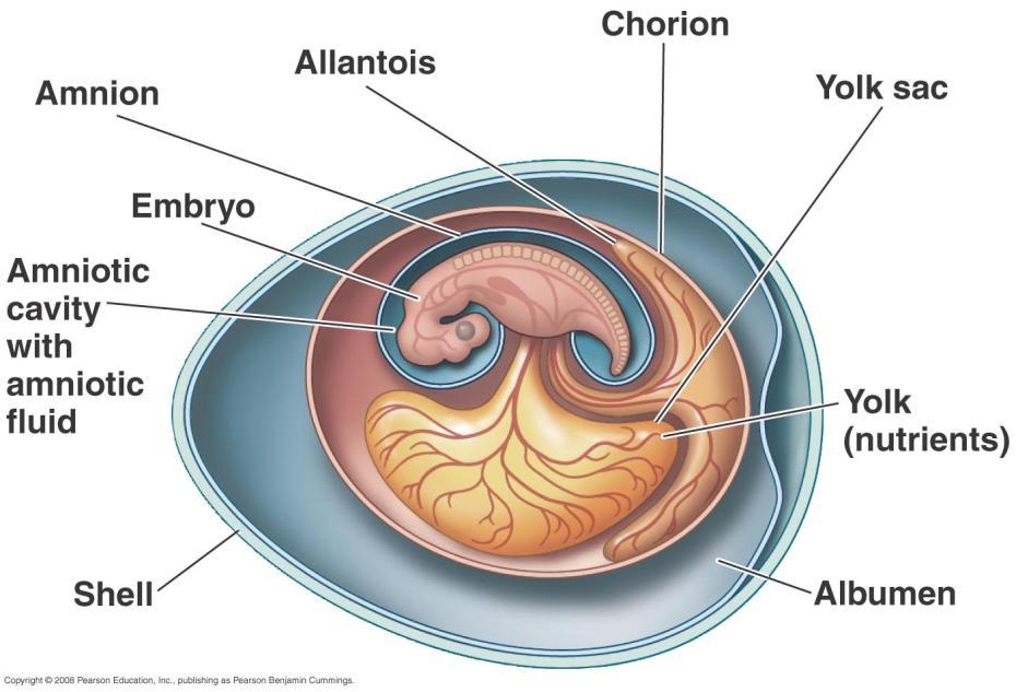 Amniote egg has 4 specialized membranes Amnion membrane