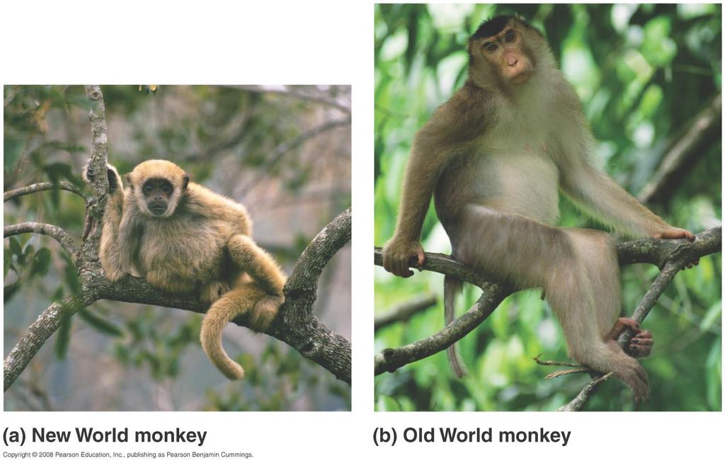Primates include monkeys and