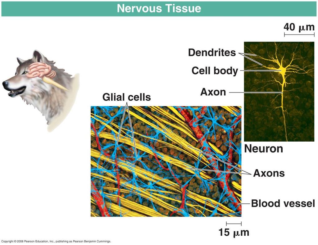 Nervous tissue Senses stimuli Transmit
