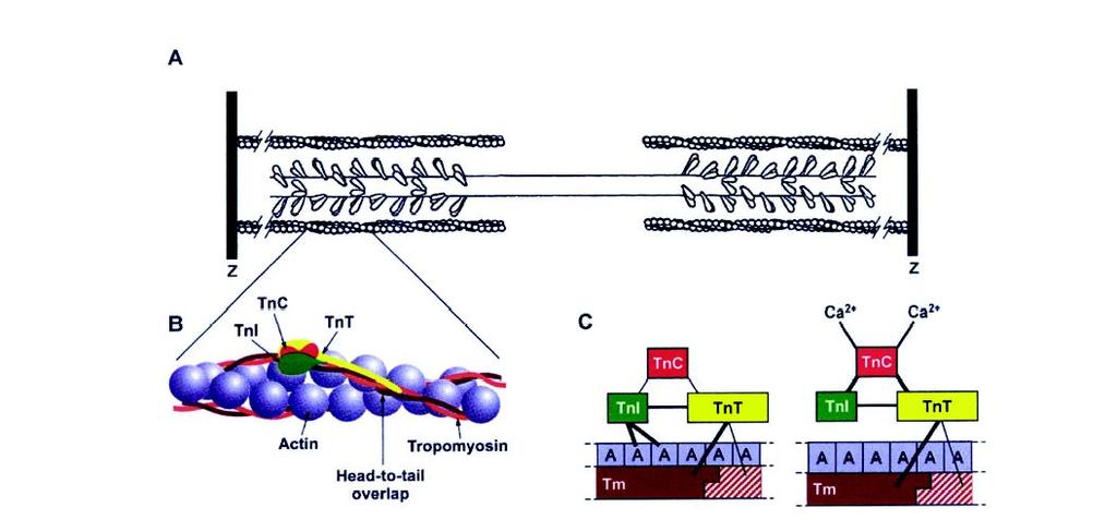 EC-Coupling: Involved Proteins 2 µm Actin Myosin Actin TnC TnI TnT Actin Head-to-tail overlap Tm Tn: Troponin Tm: