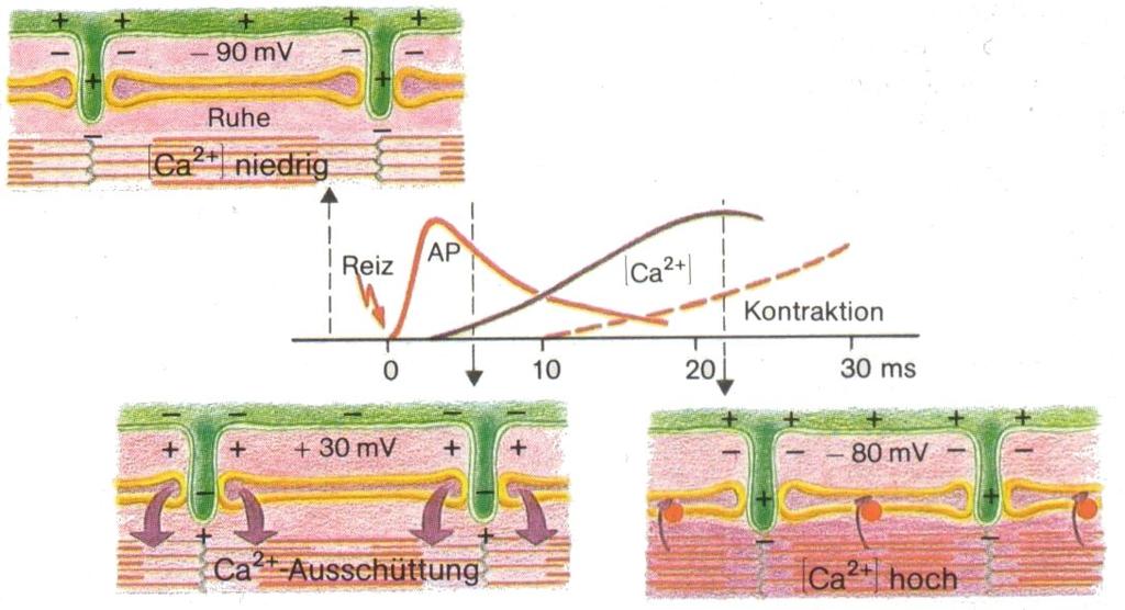 intracellular Ca 2+ Force development Contraction of