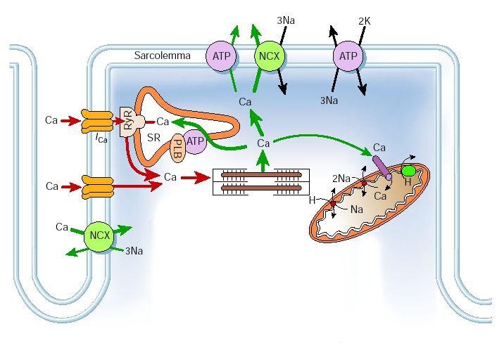 Calcium Handling and EC-Coupling Transversal Tubule Cell Membrane Sarcoplasmic Reticulum NCX: ATP: RyR: PLB: Troponin Mitochondrion Sodium-calcium exchanger Ionic pump driven by