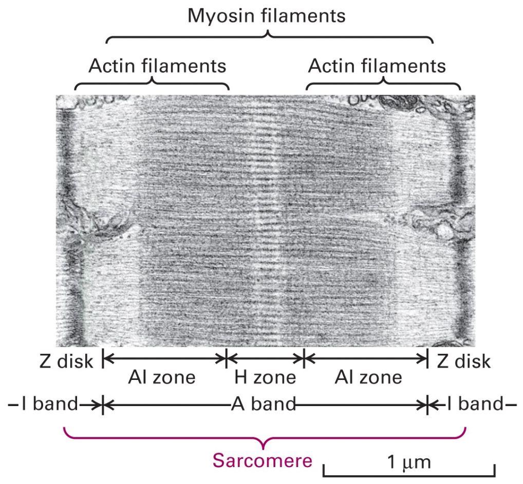 Myofilaments (Modified from