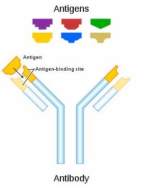 3. Coupled CBR-Biochemical Two following assumptions are employed to explain the pseudo binding reaction between antibody and antigen.