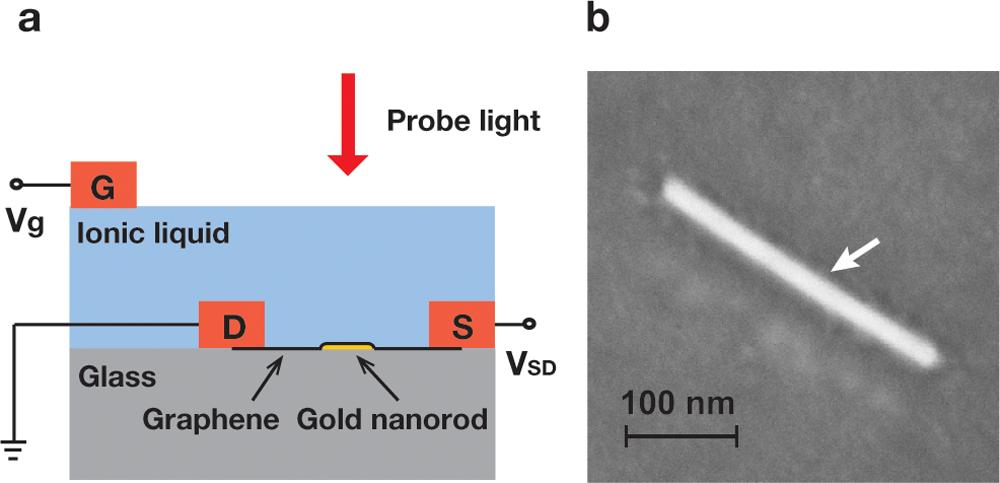 Nano s Figure 1. Graphene-gold nanorod hybrid structure. (a) Illustration of a typical device with graphene placed on top of gold nanorods.