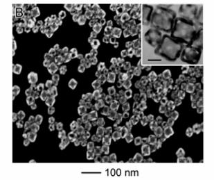Applications of New Metallic Nanoparticles Gold nanocages: Size 3-4nm wall thickness 3-5nm J. Chen et al.