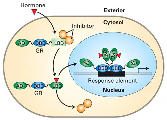 Receptors for glucocorticoids and estrogens are ligand-activated activated transcription factor tors that translocate to the nucleus Lodish et al.: Molecular Cell Biology, W.H.
